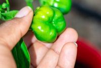 Cultivating Wisdom: 7 Lessons From My First Garden