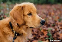 Unleashing Myself from Canine Fear
