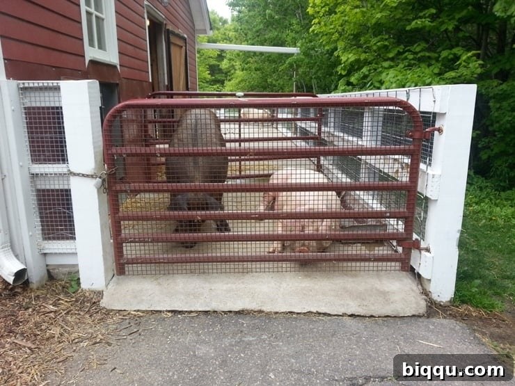 Pigs in their enclosure