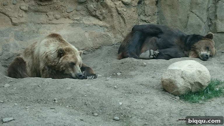 Brown bear in its enclosure
