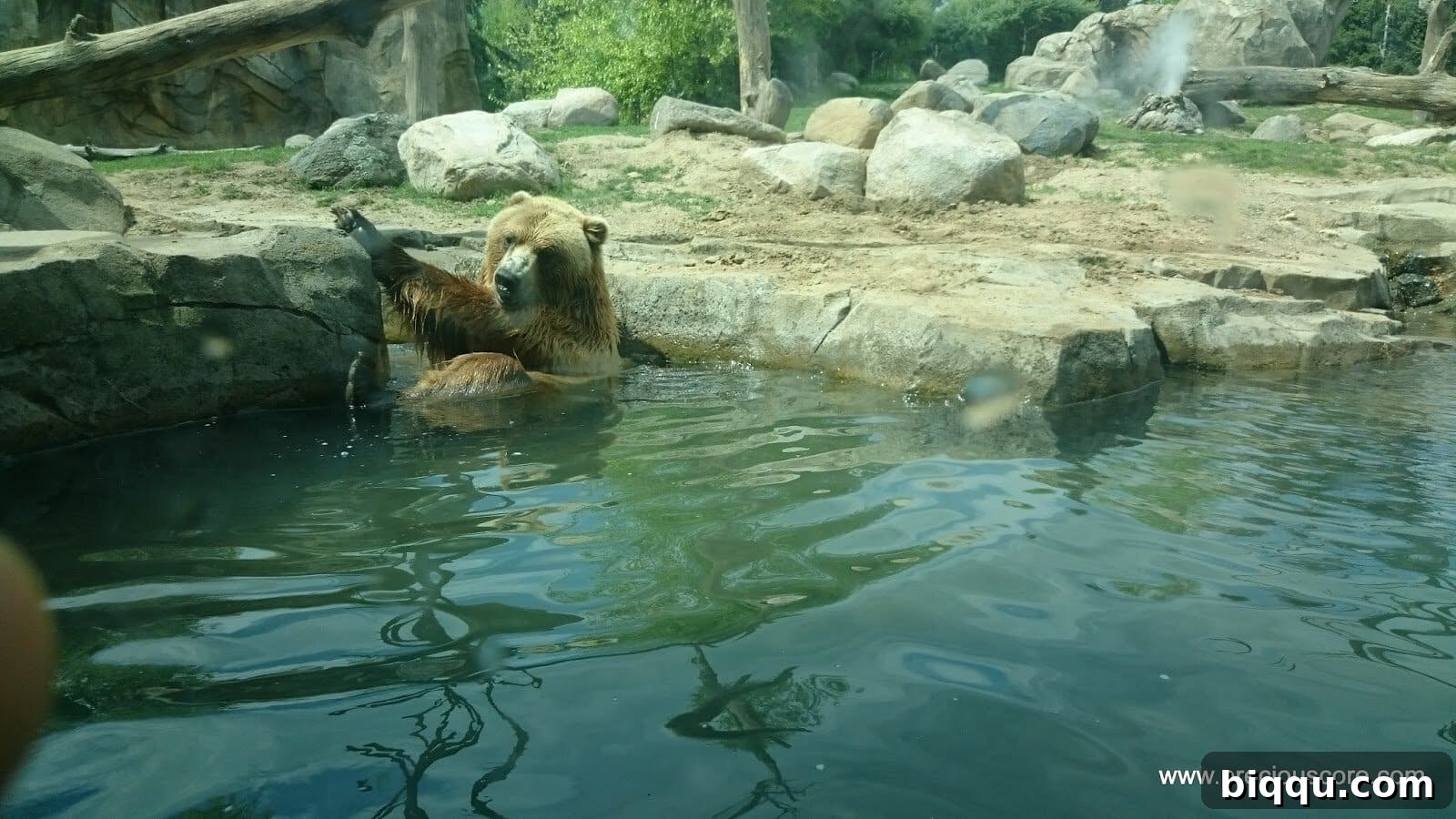 A very large bear in the zoo