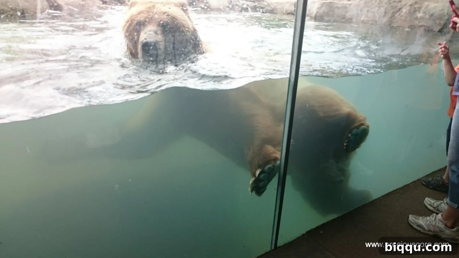 A large bear swimming playfully in its pool