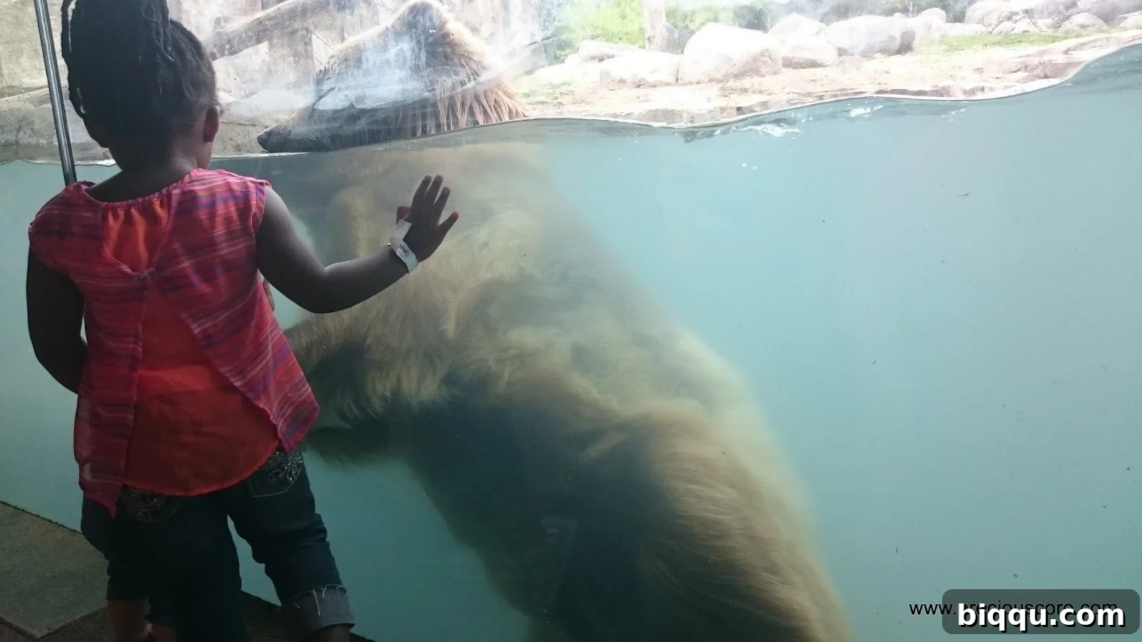 Girls observing the bear exhibit from different distances