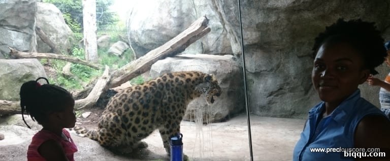 A leopard resting in its habitat