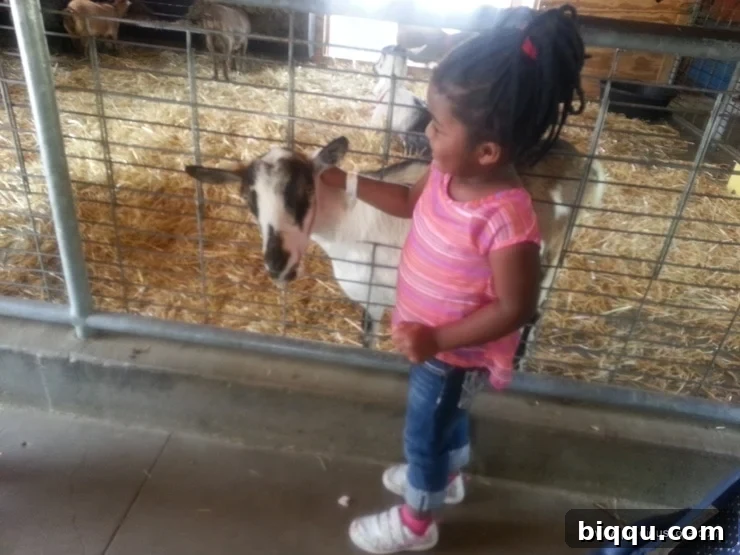 Girl number 2 interacting with goats at the animal farm