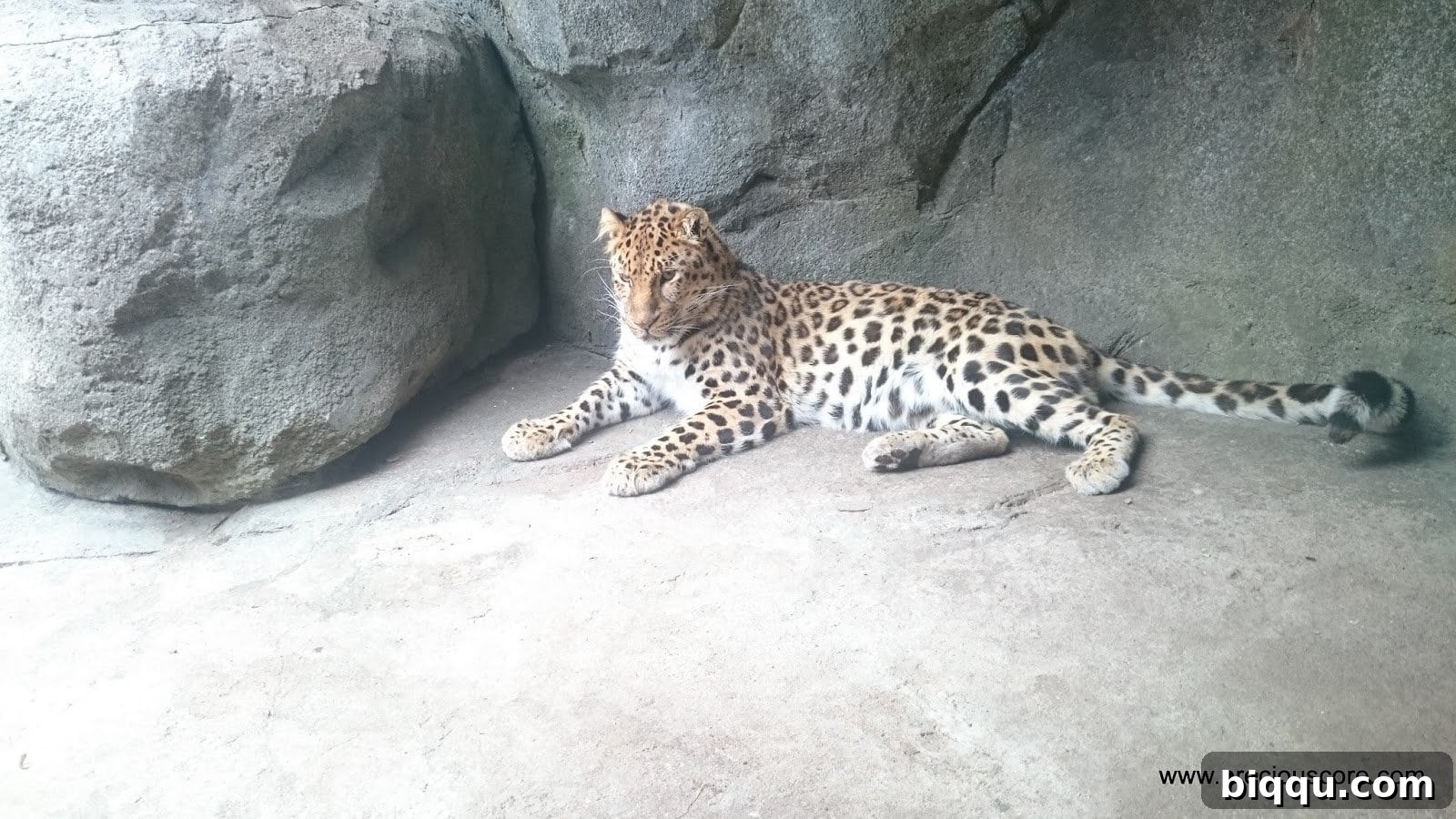 Another view of a leopard, showcasing its spotted coat