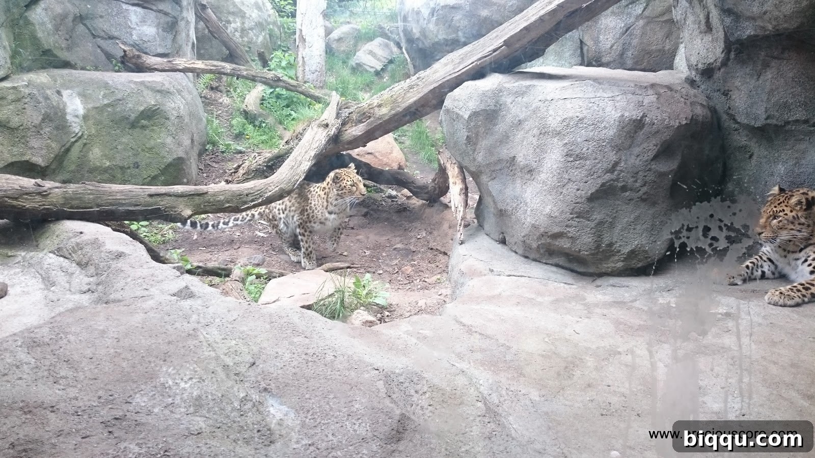 Leopard looking out from its enclosure