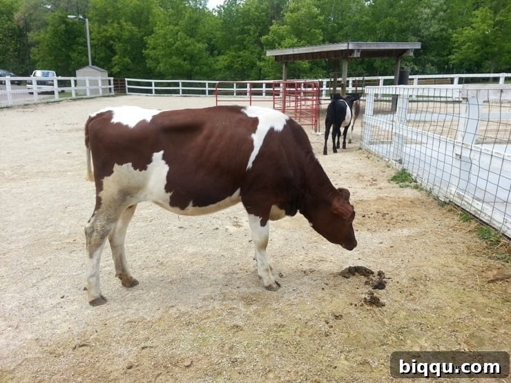 A cow at the animal farm