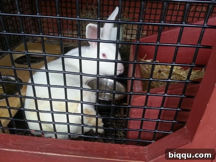 A cute bunny rabbit