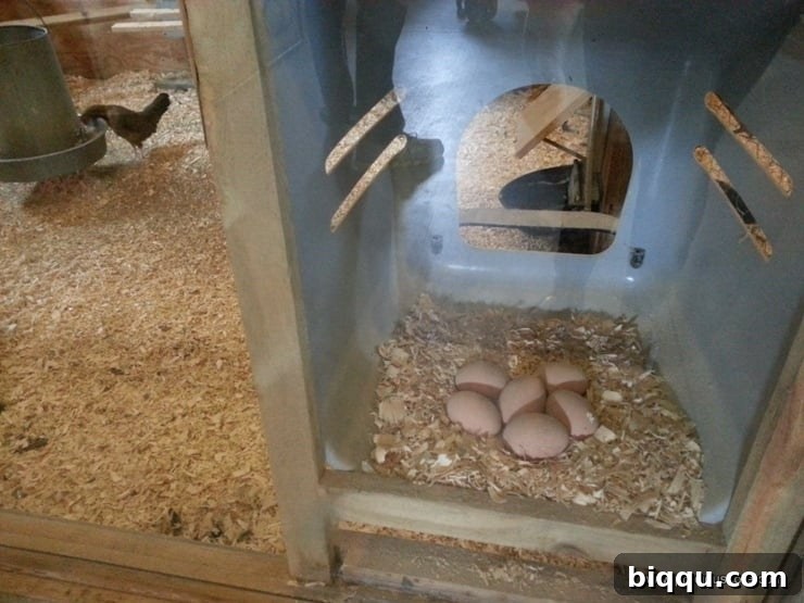 Fresh eggs in a basket