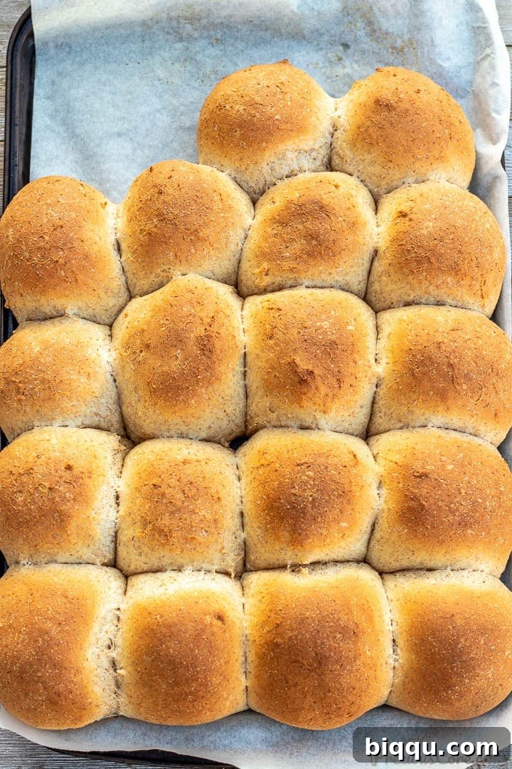 Baked honey whole wheat dinner rolls on a baking sheet lined with parchment paper.