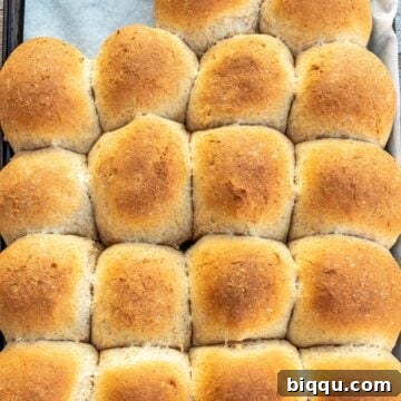 Baked honey whole wheat dinner rolls on a baking sheet lined with parchment paper