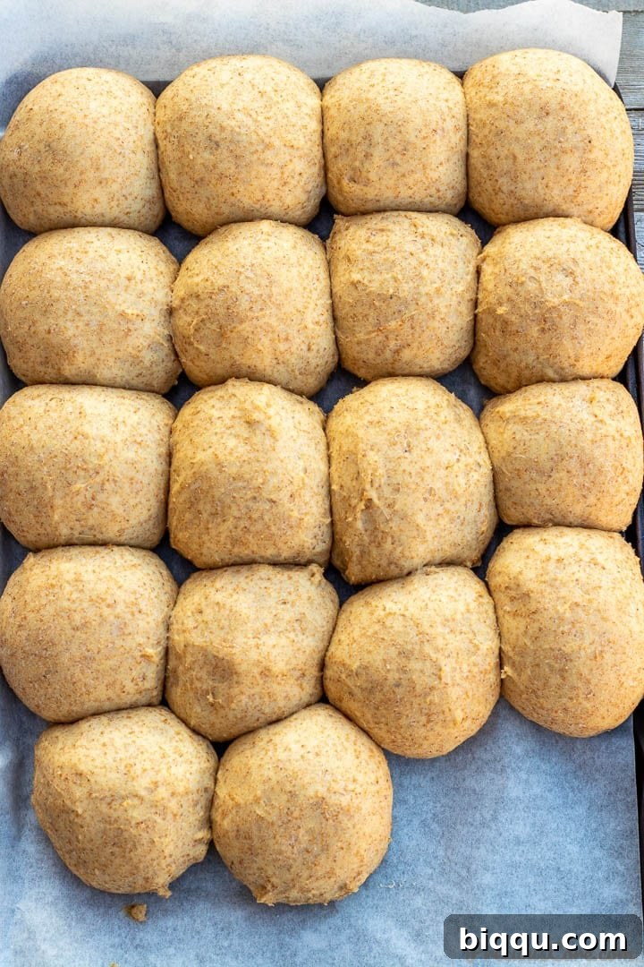 Raw unbaked dinner rolls on a baking sheet.