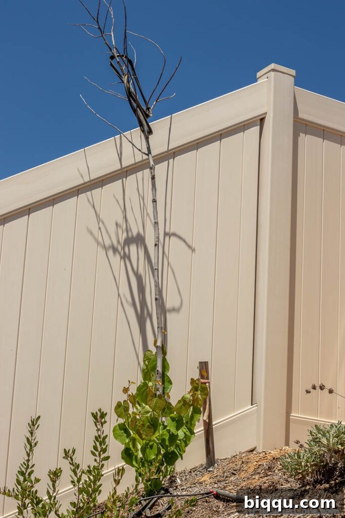 A tree leaning on a modern fence.