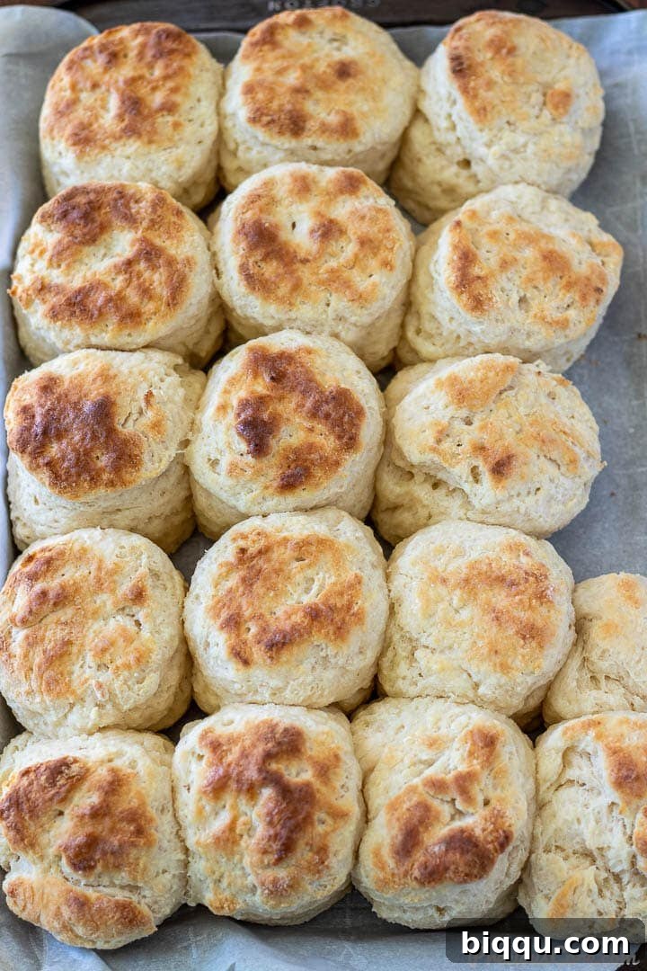 Freshly baked cream cheese biscuits cooling on a baking sheet, ready to be enjoyed.