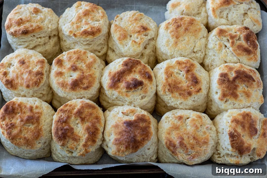 A baking sheet filled with golden, freshly baked cream cheese biscuits.