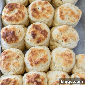 Biscuits made with cream cheese on a baking sheet.