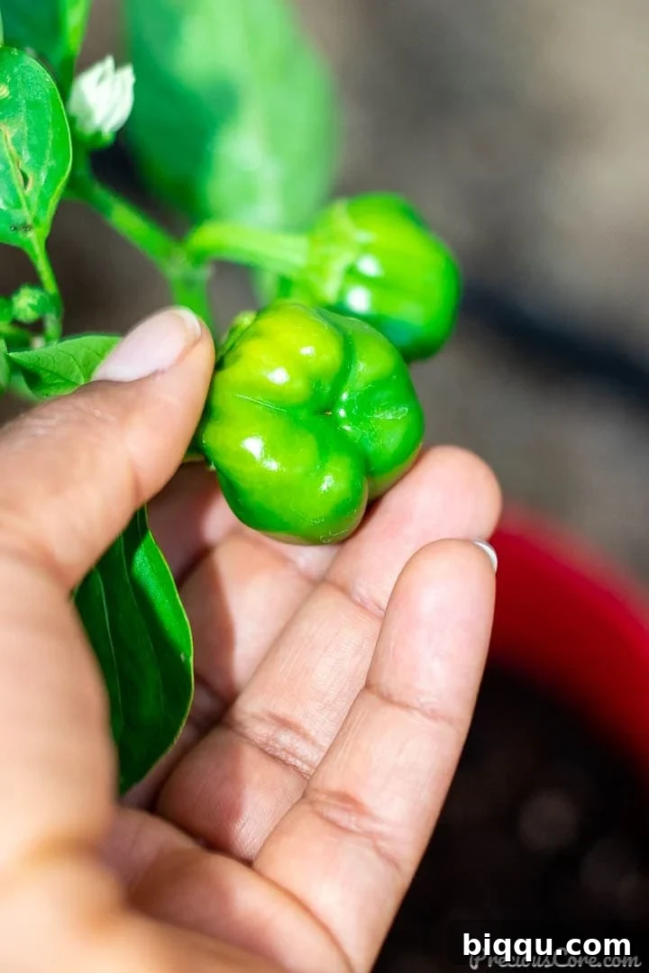 Cultivating Wisdom: 7 Lessons From My First Garden 2 A hand gently holding a young, developing bell pepper on the plant, symbolizing growth and harvest.