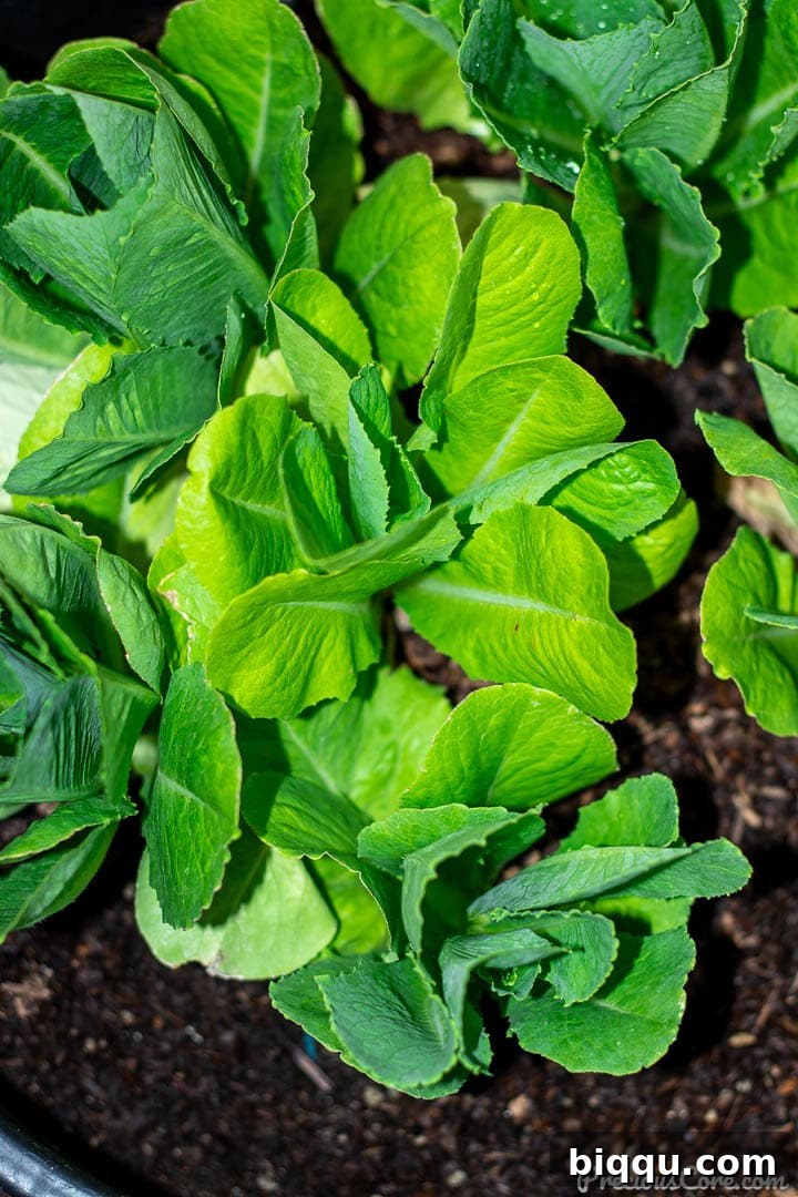 Cultivating Wisdom: 7 Lessons From My First Garden 3 Healthy romaine lettuce plants growing vigorously in a rectangular wooden planter, showcasing successful growth.
