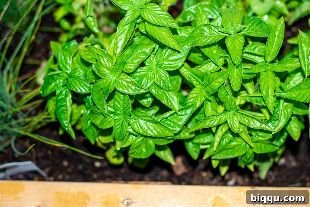 Cultivating Wisdom: 7 Lessons From My First Garden 4 Lush green basil plants thriving in a rustic wooden planter, ready for harvest.