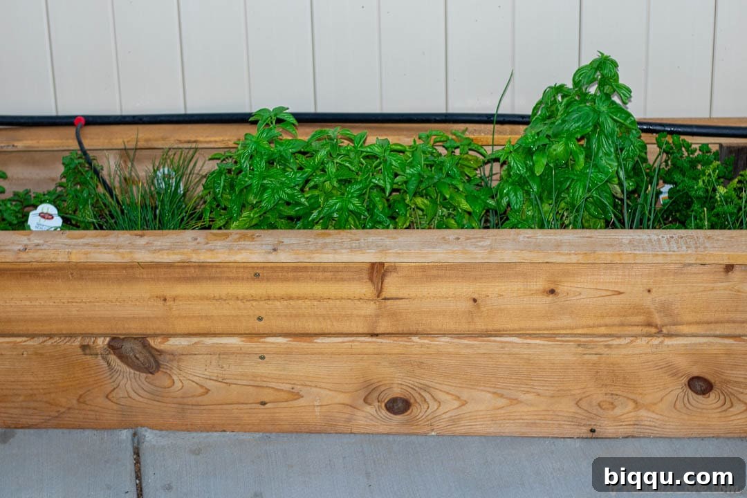 Cultivating Wisdom: 7 Lessons From My First Garden 5 An assortment of different herbs, freshly planted and arranged beautifully in a wooden planter.