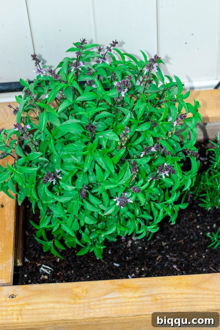 Cultivating Wisdom: 7 Lessons From My First Garden 6 Vibrant Sweet Thai basil thriving in a wooden planter, its green leaves a testament to nature's beauty and growth.
