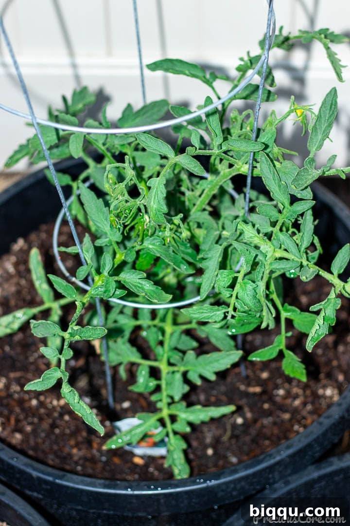 Cultivating Wisdom: 7 Lessons From My First Garden 7 A vibrant green tomato plant, heavy with ripening fruit, thriving in a large planting container, demonstrating successful container gardening.