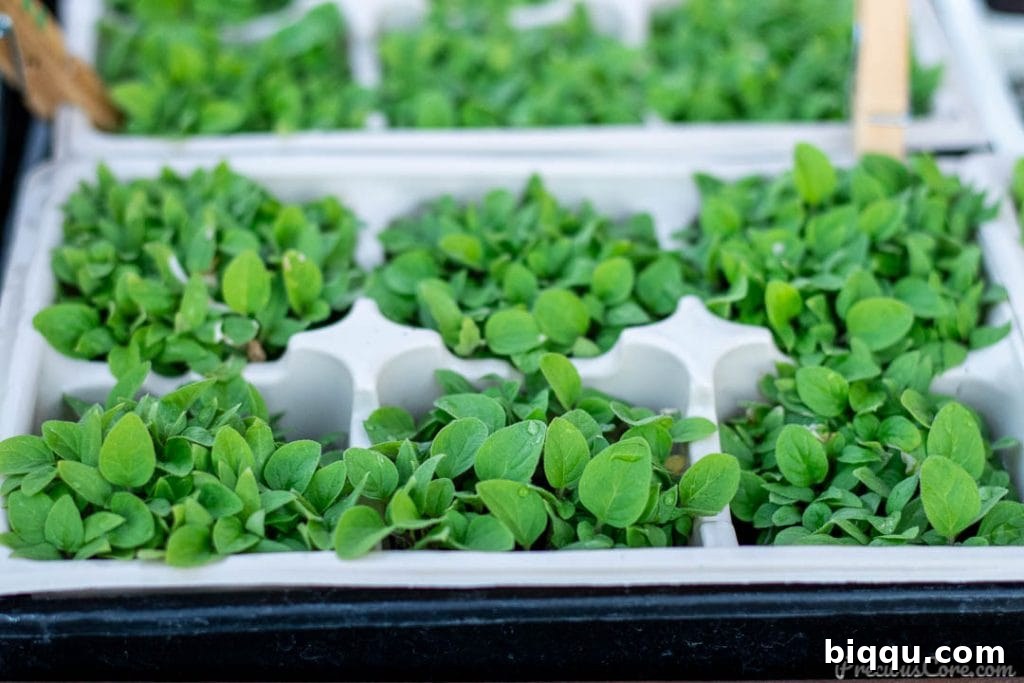 Cultivating Wisdom: 7 Lessons From My First Garden 8 Young, healthy vegetable plants in small plastic containers, showing successful germination and early growth thanks to the right environment.