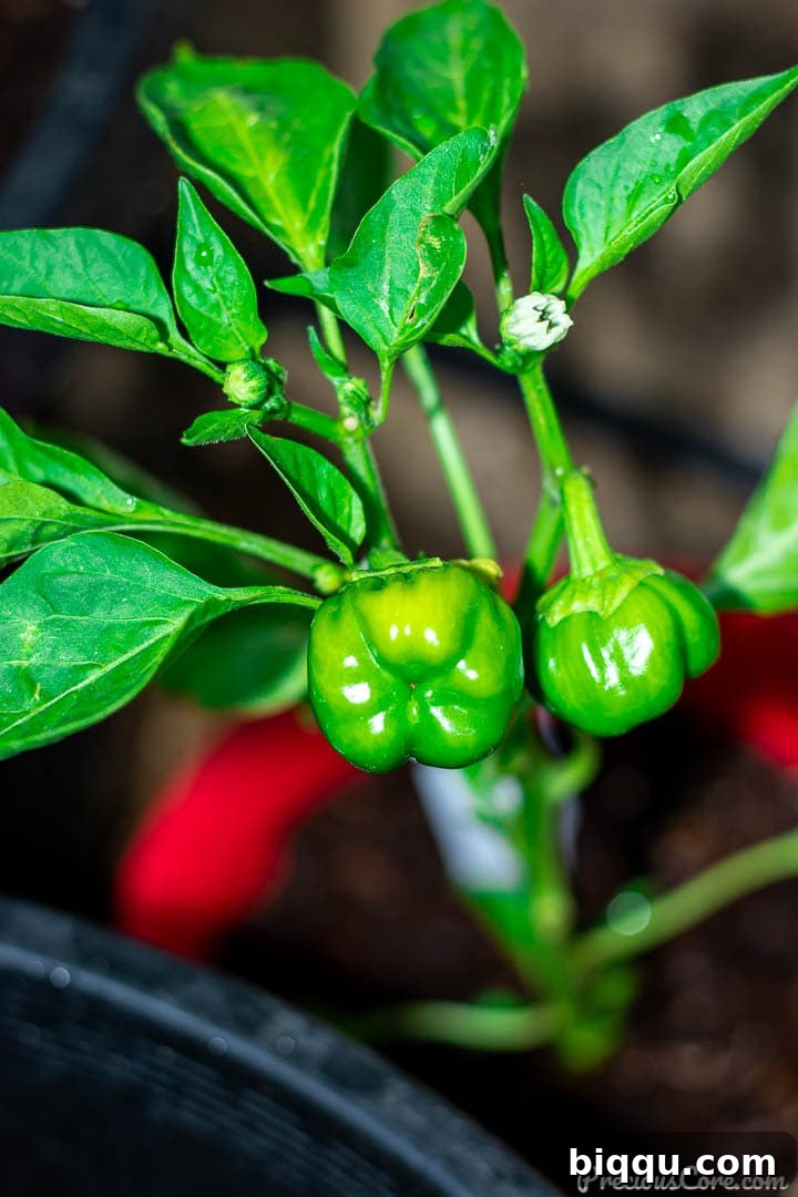 Cultivating Wisdom: 7 Lessons From My First Garden 9 Two vibrant young bell peppers, still green and growing, attached to a healthy plant, symbolizing resilience and eventual success after initial struggles.