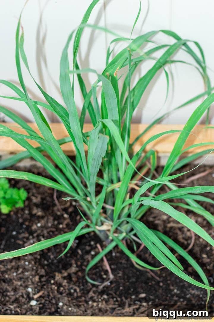 Cultivating Wisdom: 7 Lessons From My First Garden 10 A vibrant green lemongrass plant, its long, slender leaves reaching upwards, thriving in a garden, indicating healthy growth and care.