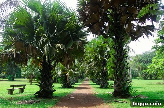 Lush green landscape of Limbe Botanical Garden in Cameroon.