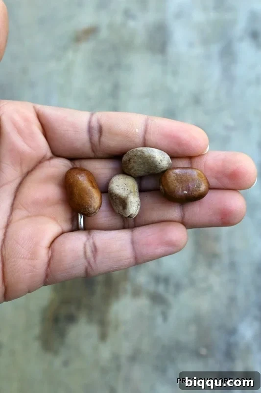 A single Ehuru seed, also known as African nutmeg or Pèbé, ready to be peeled.