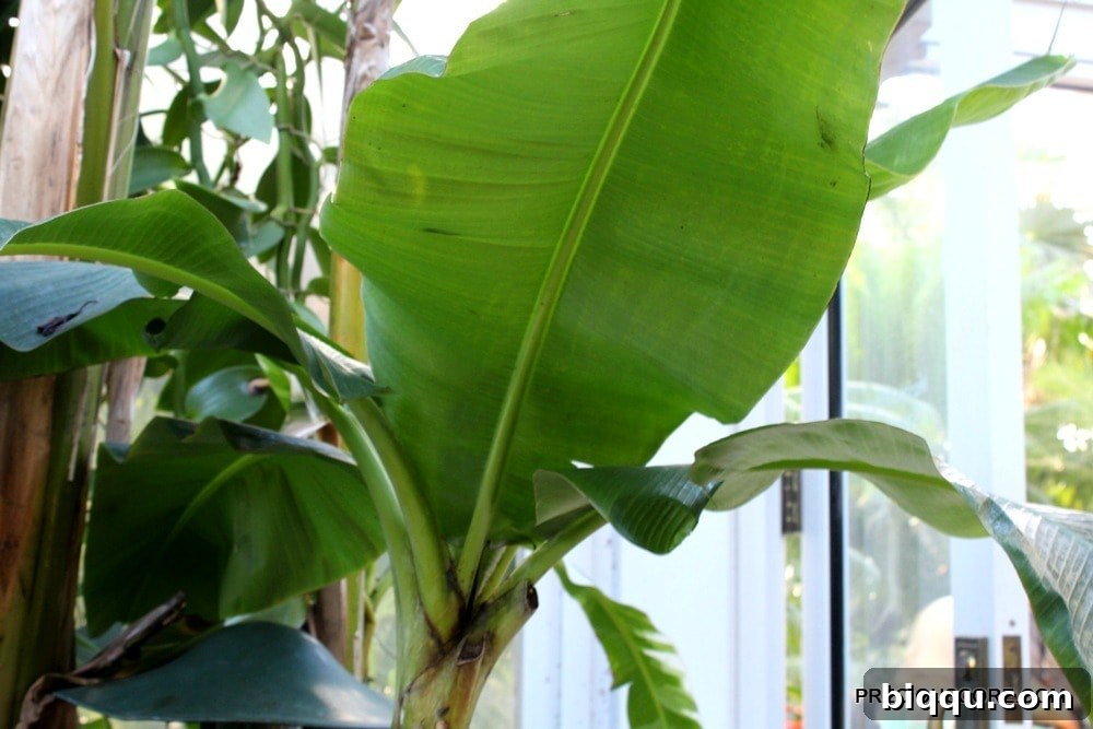 Majestic banana plant at Como Conservatory, a taste of the tropics in Minnesota