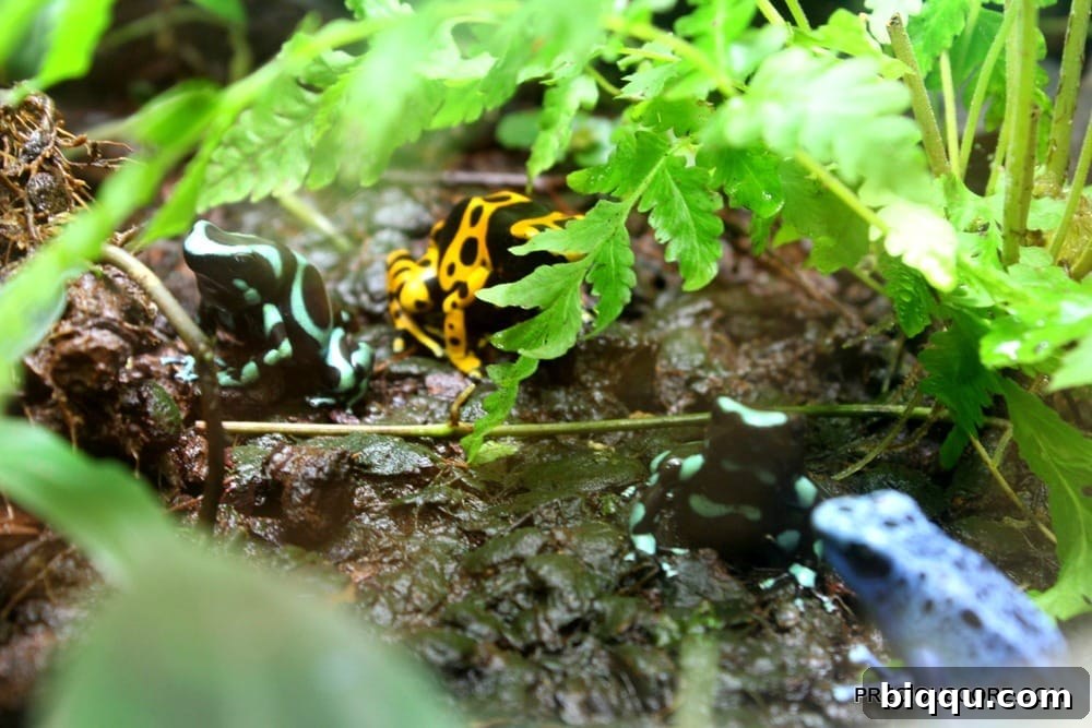 Stunningly colorful frogs at Como Zoo Minnesota, a vibrant display of nature's warning signs