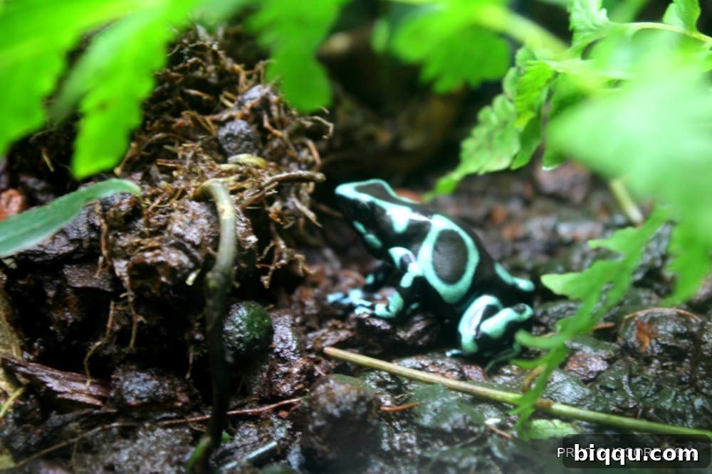 Close-up of a vibrant colorful frog at Como Zoo, showcasing intricate patterns and hues