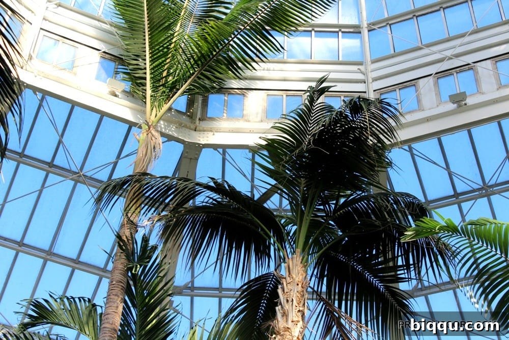 Lush palms fill the grand palm house at Como Conservatory, evoking serenity and biblical reflection