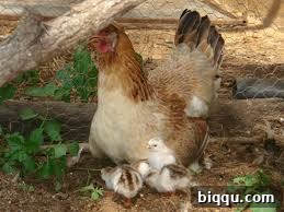 A freshly cooked 'Contri Fowl' dish, showcasing traditional Cameroonian cuisine.
