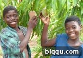 Lush green natural landscape in Cameroon, featuring vibrant vegetation and clear skies.