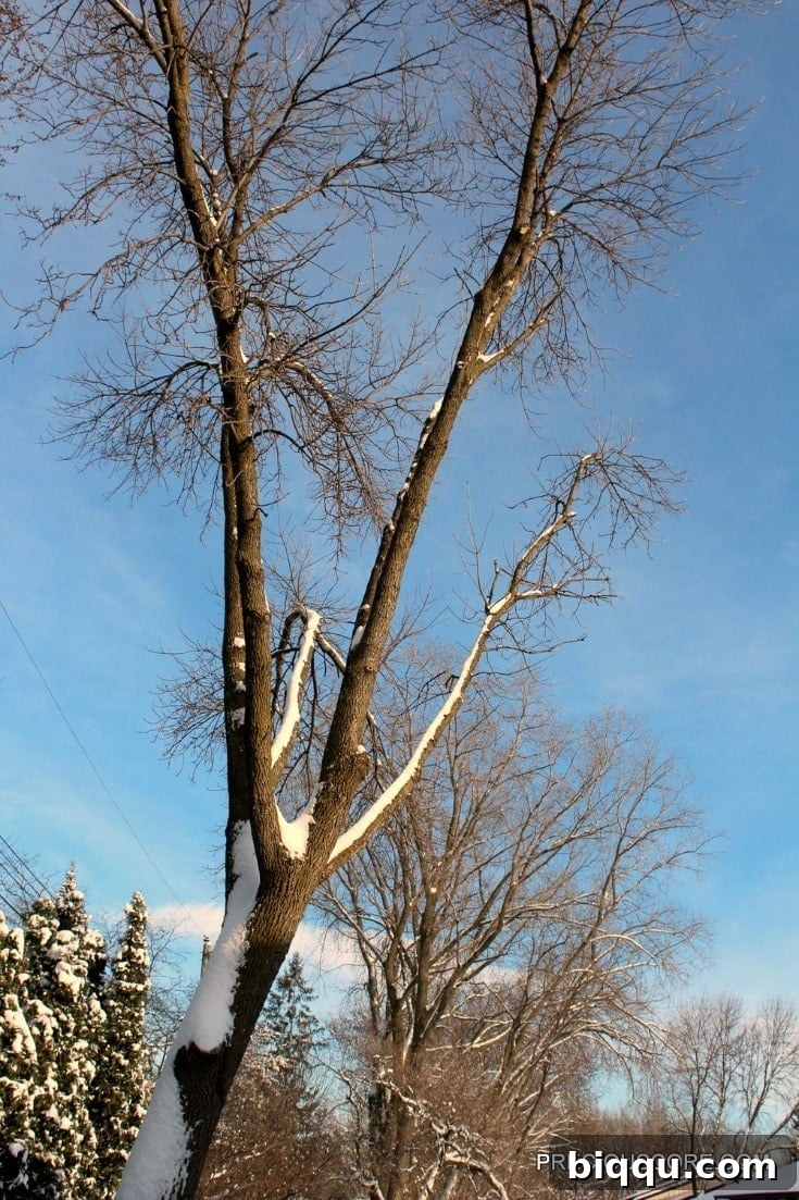 A majestic leafless tree standing tall in a winter landscape, its bare branches reaching towards a cloudy sky, symbolizing dormancy and natural cycles