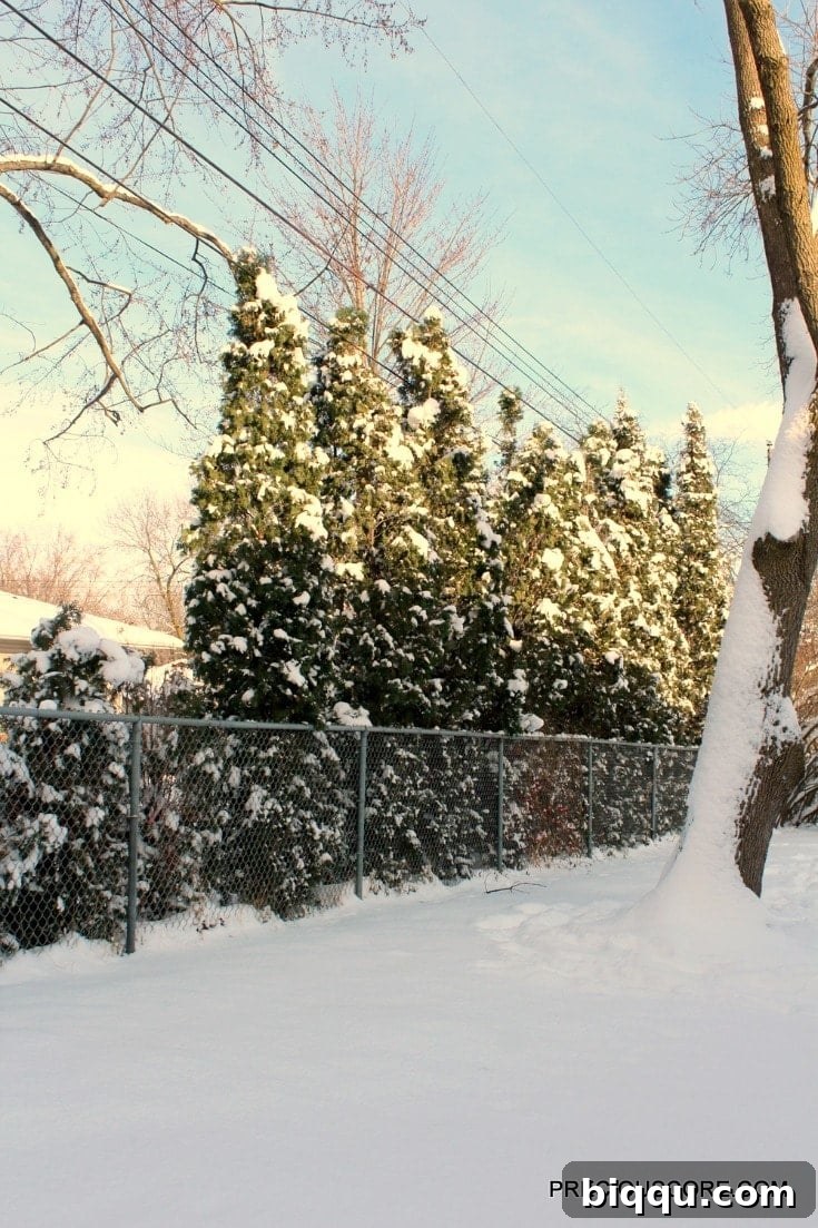 A cluster of majestic pine trees heavily laden with fresh snow, standing tall and vibrant green in a serene winter forest setting