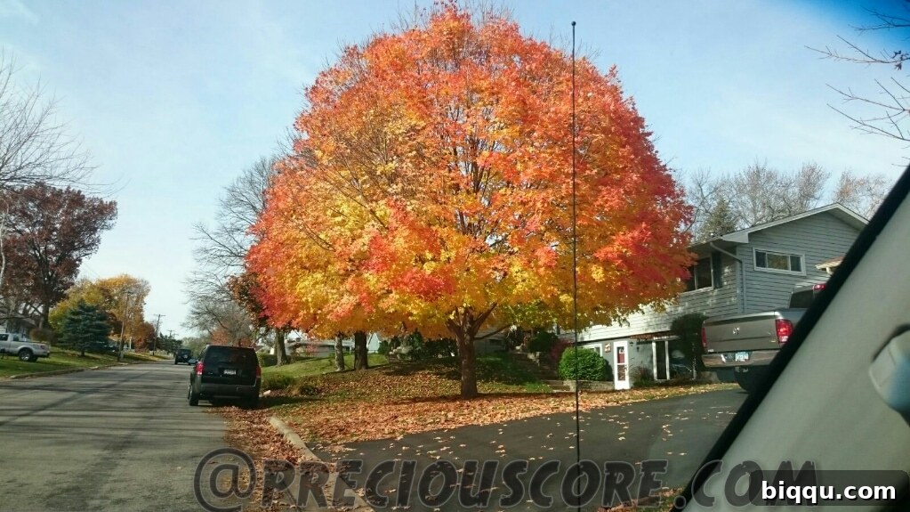 Beautiful autumn trees with red and orange foliage.