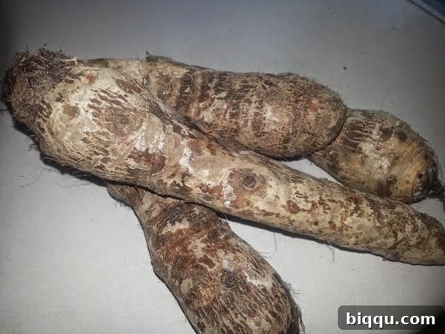 Peeled cocoyams ready for grating.
