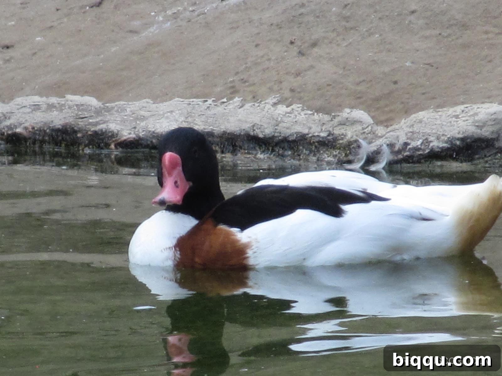 A large, striking bird with dark plumage and a distinctive head at Como Zoo
