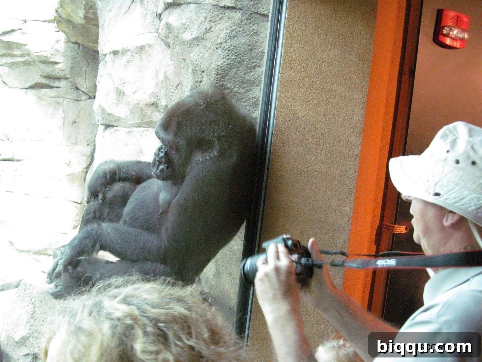 A pensive gorilla sitting down, observing its surroundings at Como Zoo