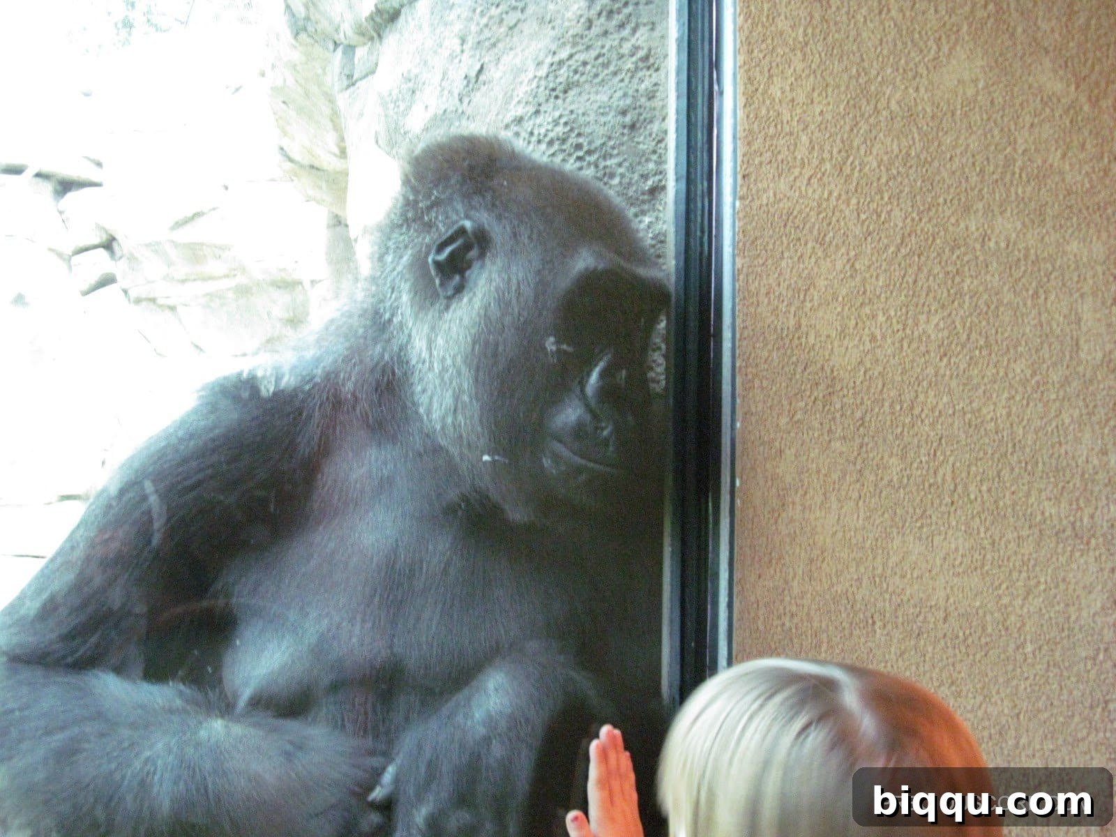 Another close-up of the gorilla's face, showing its expressive features at Como Zoo