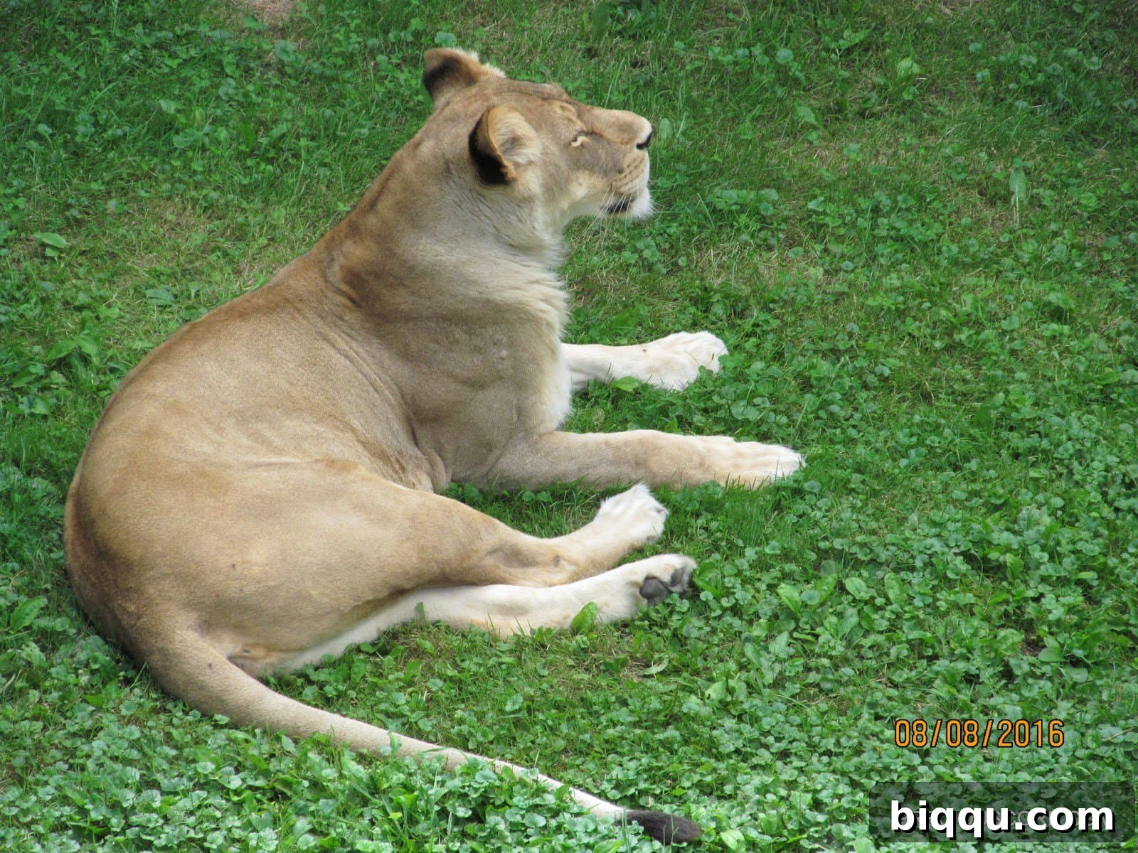 A beautiful lioness at Como Zoo, looking alert and majestic