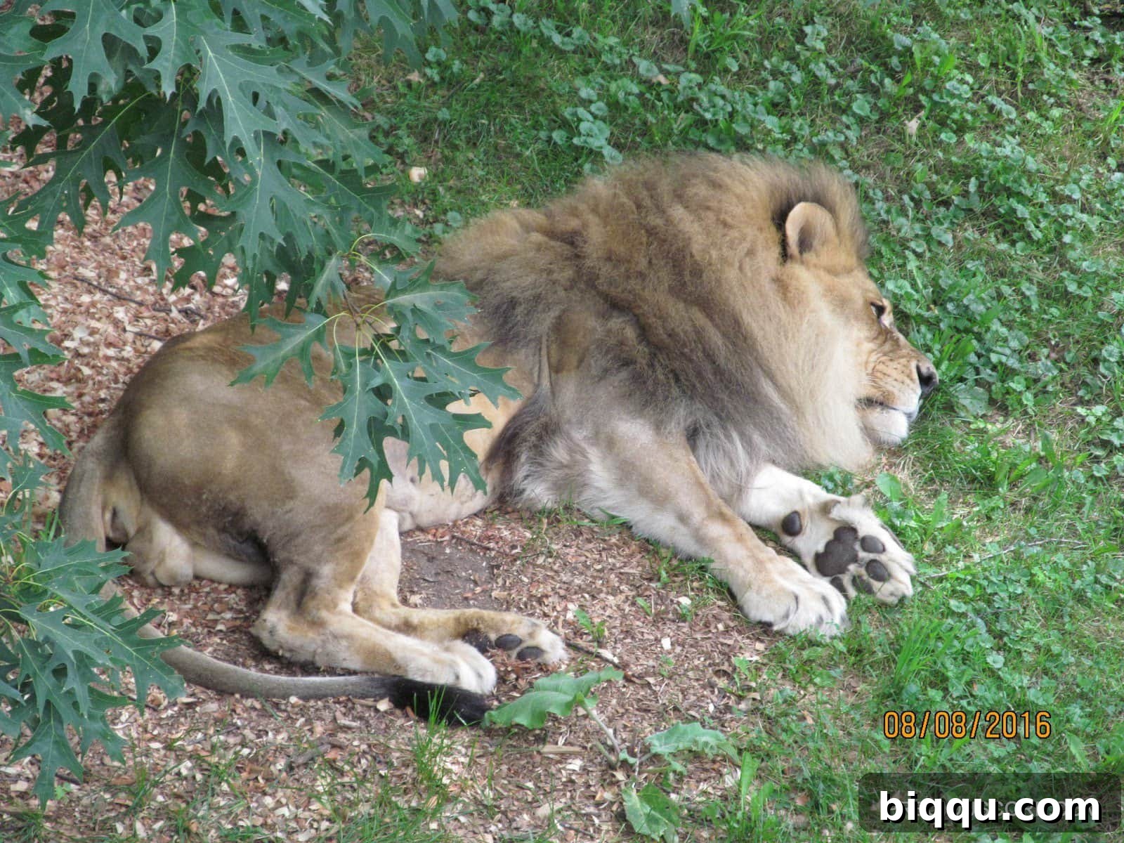 A male lion with a magnificent mane, sound asleep at Como Zoo