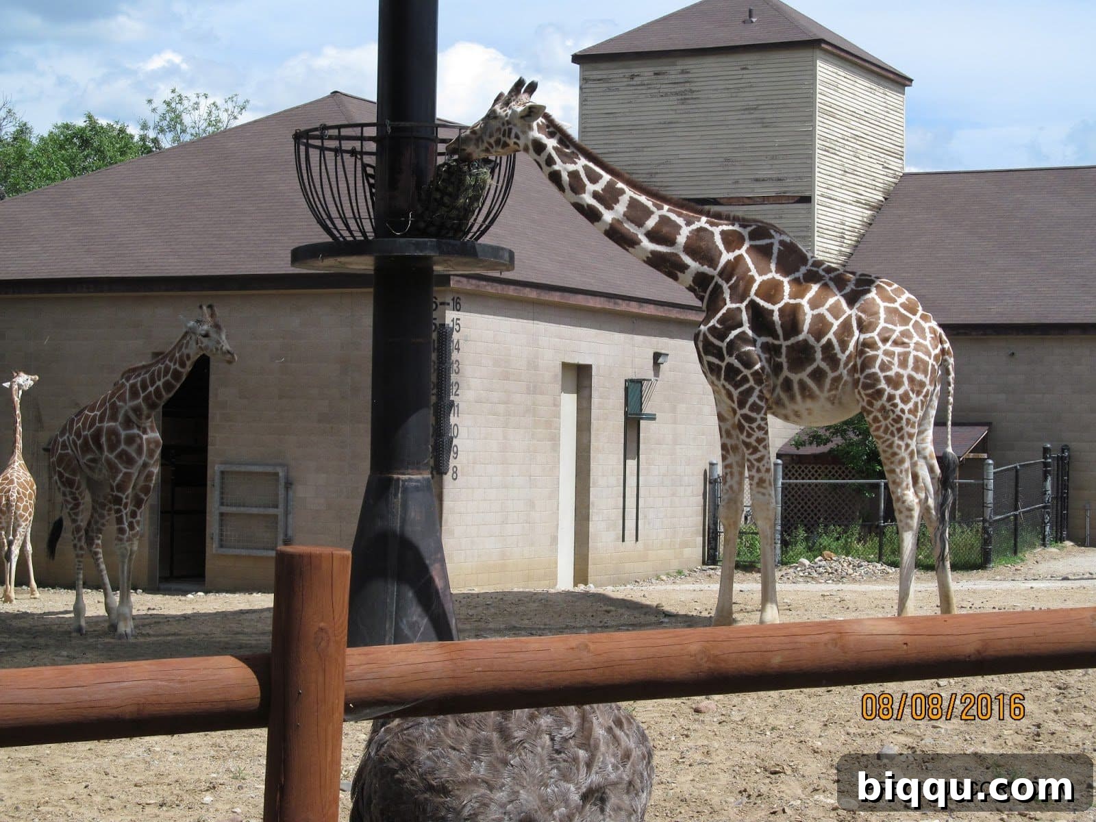 Two giraffes with long necks and distinct patterns standing tall at Como Zoo