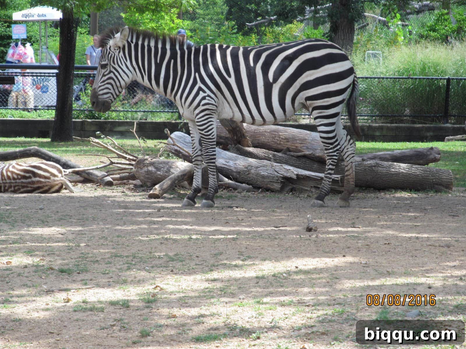A group of zebras with their iconic stripes grazing peacefully at Como Zoo