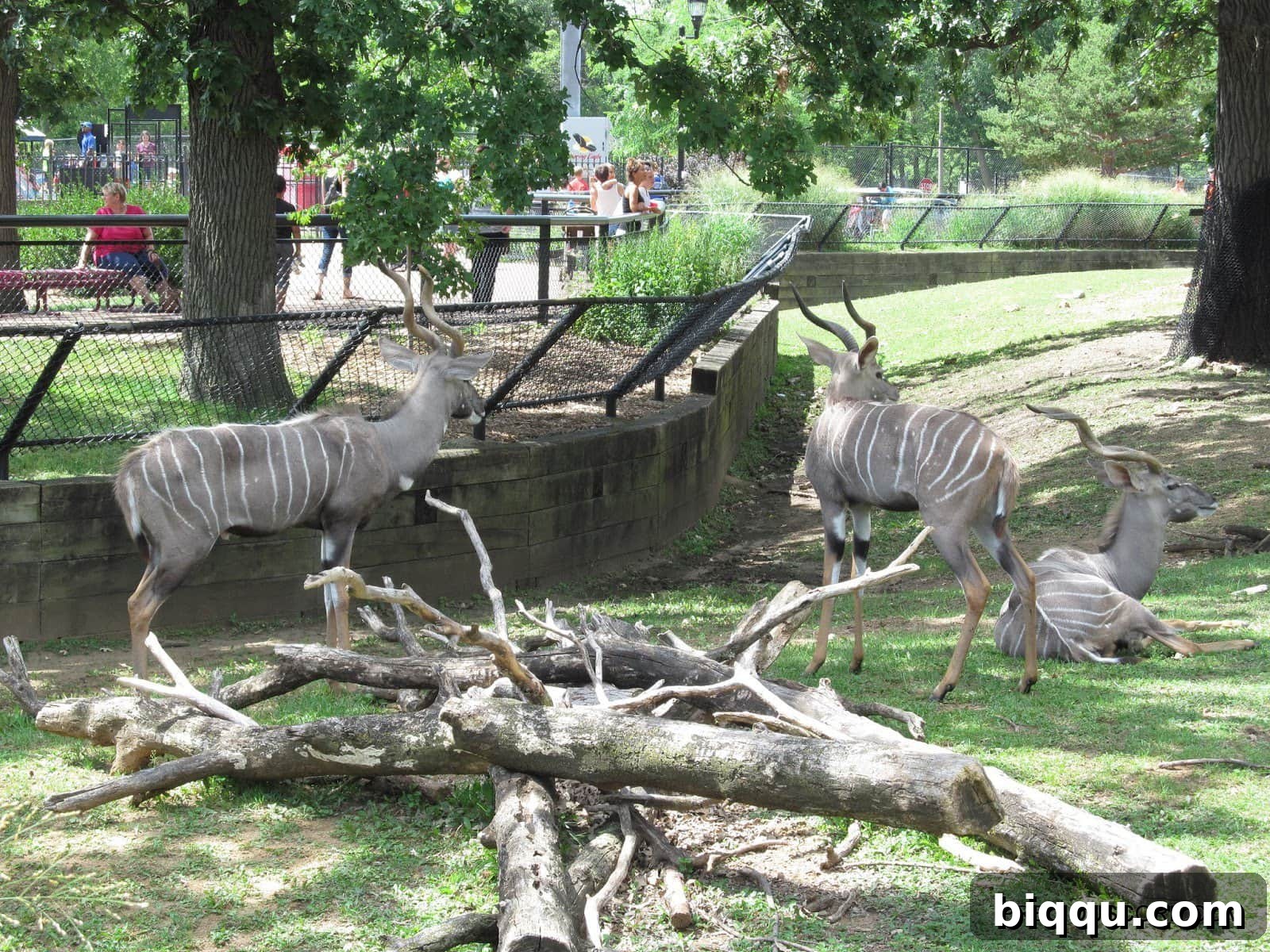 A unique and elegant animal with long horns, possibly a deer or antelope species at Como Zoo
